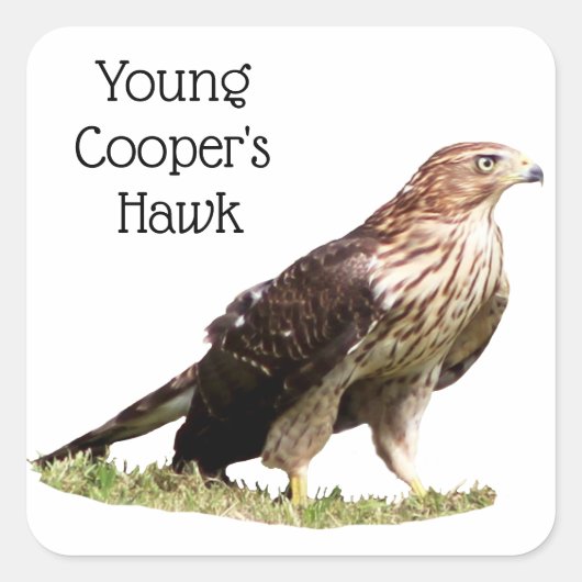 Young Cooper's Hawk Vierkante Sticker (Voorkant)