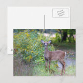 Young Deer Briefkaart (Voorkant / Achterkant)