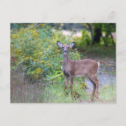 Young Deer Briefkaart (Voorkant)