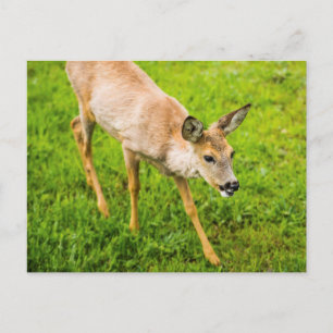 Young Deer Briefkaart