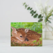 Young_Deer_Fawn-1 Briefkaart (Staand voorkant)