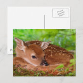 Young_Deer_Fawn-1 Briefkaart (Voorkant / Achterkant)