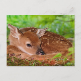 Young_Deer_Fawn-1 Briefkaart