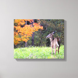 Young Deer in het najaar Canvas Afdruk