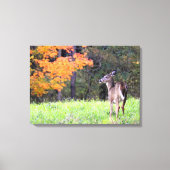 Young Deer in het najaar Canvas Afdruk (Voorkant)