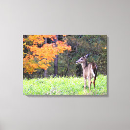 Young Deer in het najaar Canvas Afdruk