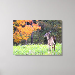 Young Deer in het najaar Canvas Afdruk