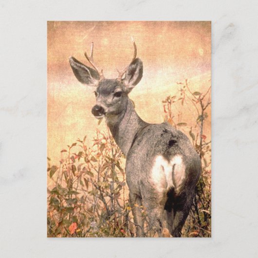 Young Deer in Wildbloemen met Grungy Texture Art Briefkaart (Voorkant)
