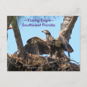 Young Eagle open wings Florida Spiegeland Briefkaa Briefkaart