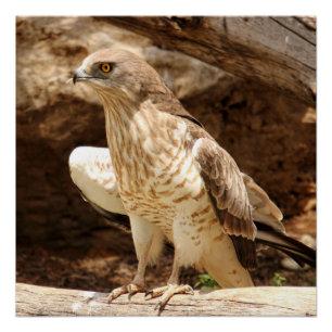 Young Eagle Perfect Poster