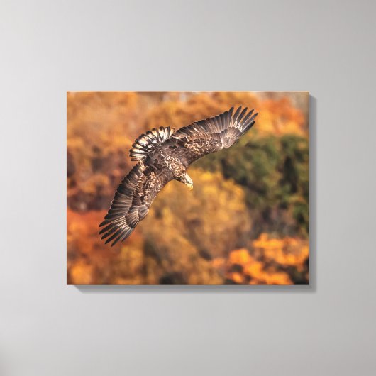 Young Eagle Wings Autumn Canvas Print (Voorkant)