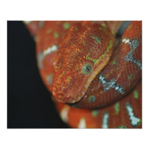 Young Emerald Tree Boa Foto Afdruk