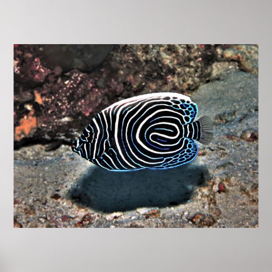 Young Emperor Poster (Voorkant)