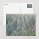 Young Eucalyptus Plantation Briefkaart (Voorkant / Achterkant)