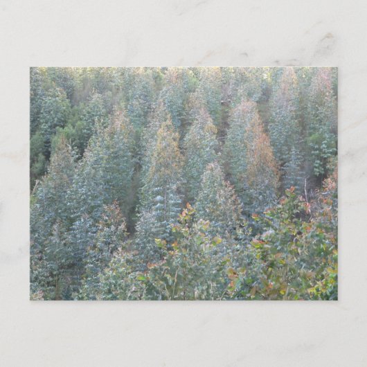 Young Eucalyptus Plantation Briefkaart (Voorkant)