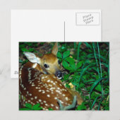 Young Fawn Briefkaart (Voorkant / Achterkant)