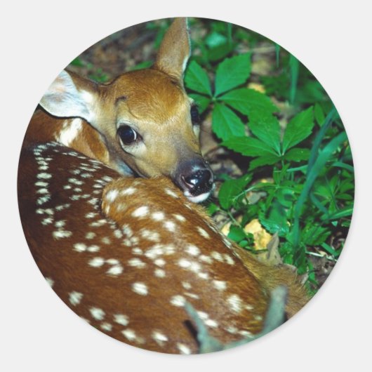 Young Fawn Ronde Sticker (Voorkant)