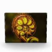 Young Fern Leaves Fotoblokken (Voorkant)