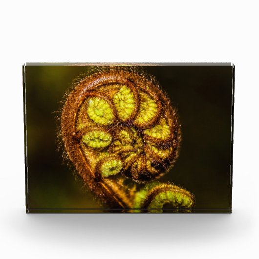 Young Fern Leaves Fotoblokken (Voorkant)