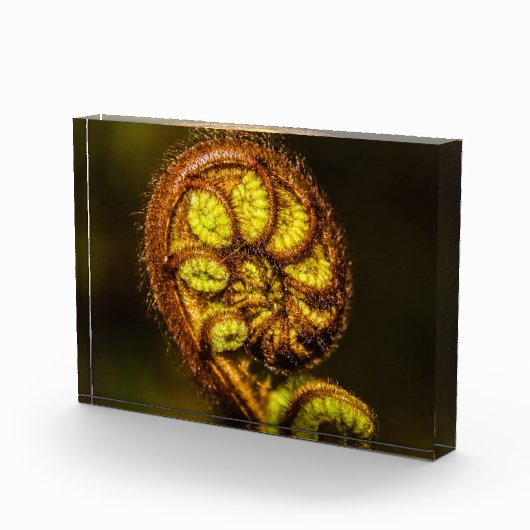 Young Fern Leaves Fotoblokken (Rechts)