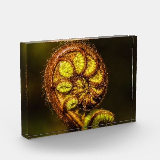 Young Fern Leaves Fotoblokken (Links)