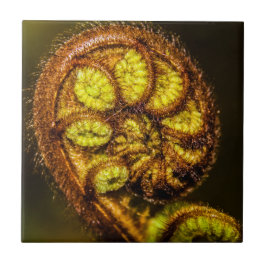 Young Fern Leaves Tegeltje