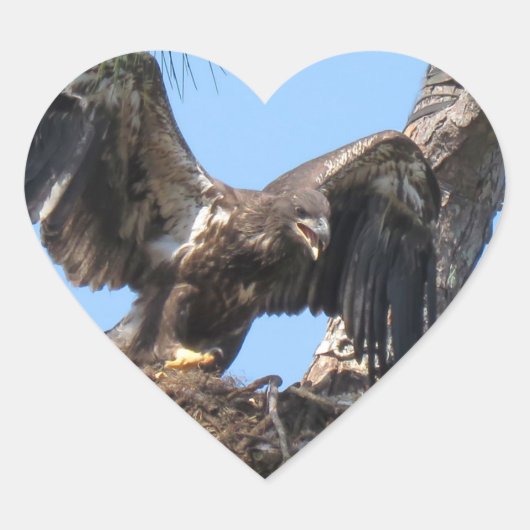 Young Florida Bald Eagle Stickers (Voorkant)