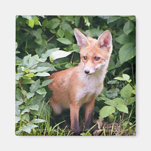 Young Fox 1 Magneet (Voorkant)
