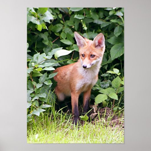 Young Fox 1 Poster (Voorkant)