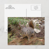 Young Fuzzy on Log Briefkaart (Voorkant / Achterkant)