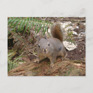 Young Fuzzy on Log Briefkaart