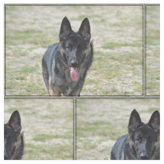 Young German Shepherd Stof (Close Up)
