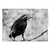 Young Grackle (Voorkant Horizontaal)