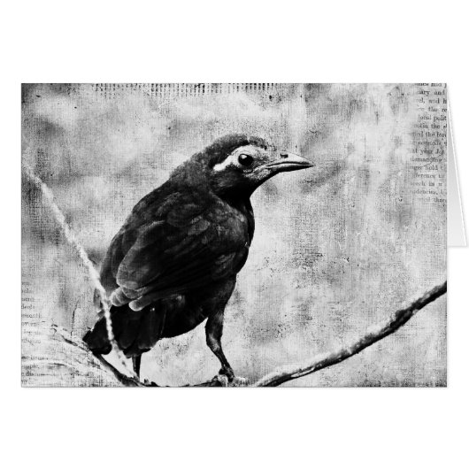 Young Grackle (Voorkant Horizontaal)