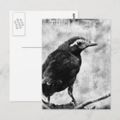 Young Grackle Briefkaart (Voorkant / Achterkant)
