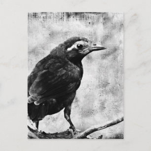 Young Grackle Briefkaart