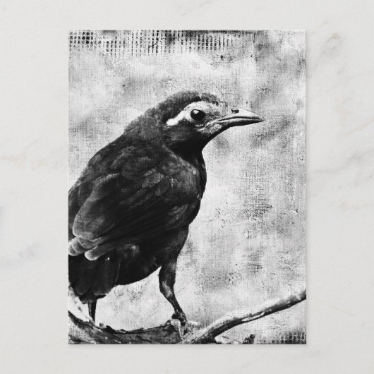 Young Grackle Briefkaart (Voorkant)