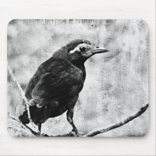 Young Grackle Muismat