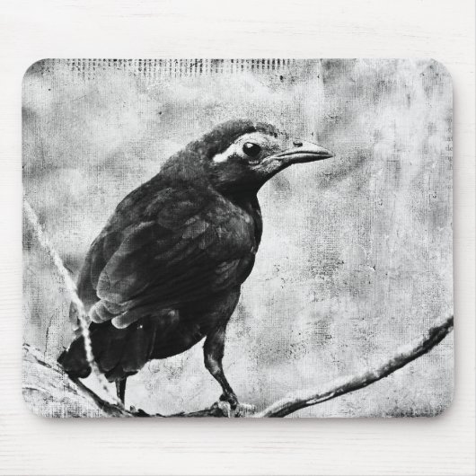 Young Grackle Muismat (Voorkant)
