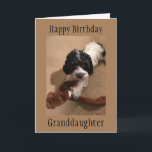 "YOUNG GRANDDAUGHTER" HAPPY BIRTHDAY-KAART KAART<br><div class="desc">VERTEL UW ***GRANDDAUGHTER *** "MET DEZE KAART" DAT U HAAR EEN "ZEER HOOGSTE GROTE DAG" WENST EN U **LIEFT VAN** HAAR. BEDANKT VOOR EEN VAN MIJN ACHT STORES.</div>