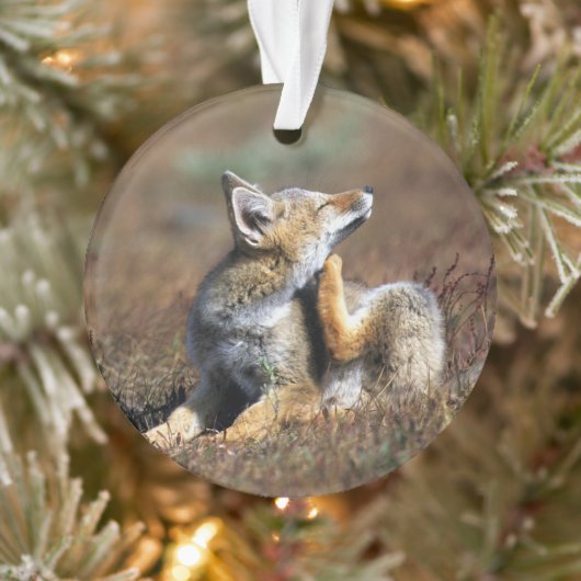 Young Gray Fox at Torres Del Paine National Park Ornament (Boom)