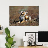 Young Gray Fox at Torres Del Paine National Park Poster (Thuiskantoor)