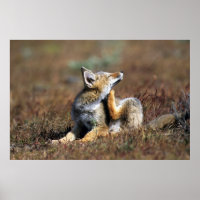 Young Gray Fox at Torres Del Paine National Park