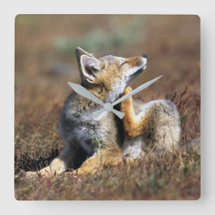 Young Gray Fox in Torres Del Paine National Park Vierkante Klok