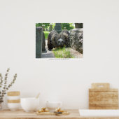 Young Great Horned Owl Poster (Keuken)