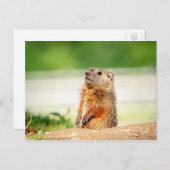 Young Groundhog Briefkaart (Voorkant / Achterkant)