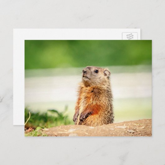 Young Groundhog Briefkaart (Voorkant / Achterkant)