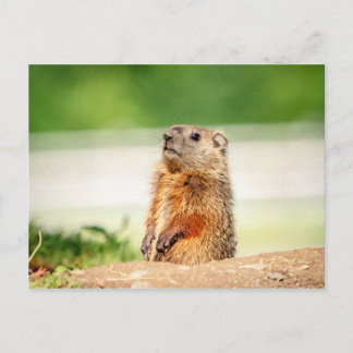 Young Groundhog Briefkaart
