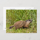 Young Groundhog Briefkaart (Voorkant / Achterkant)