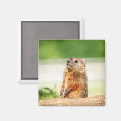 Young Groundhog Magneet (Voorkant / Achterkant)